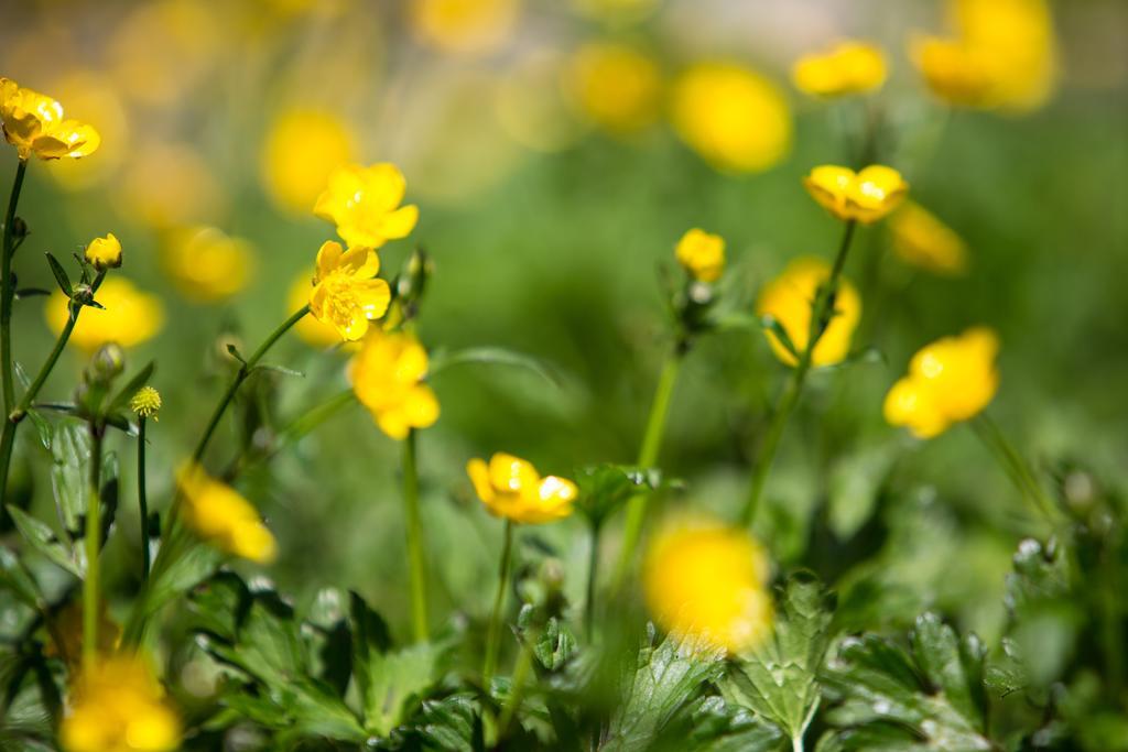 Bed and Breakfast Buttercup Hill Warburton Zewnętrze zdjęcie